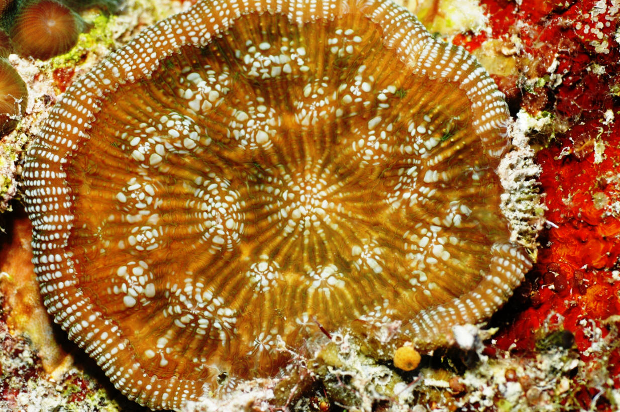 Mycetophyllia aliciae